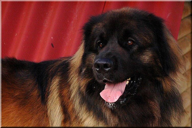 leonberger 018.jpg